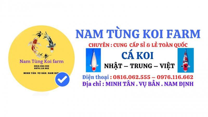 Top 5 Địa chỉ mua cá Koi Nhật, cá Koi F1 uy tín tại Nam Định
