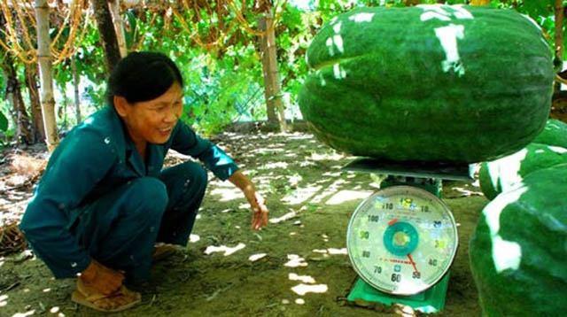 9 trái cây độc đáo giúp nông dân Việt Nam làm giàu