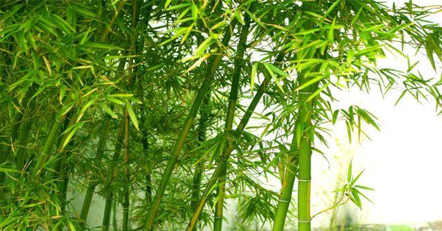 Top 10 Tản Văn Về Cây Tre Đặc Sắc