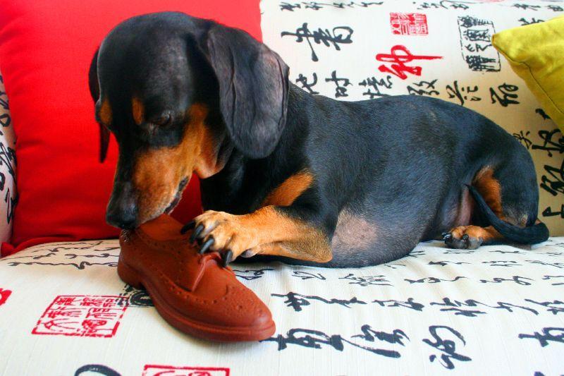 Top 4 Dịch Vụ Cắt Tỉa Lông Thú Cưng Chất Lượng Tại Vũng Tàu