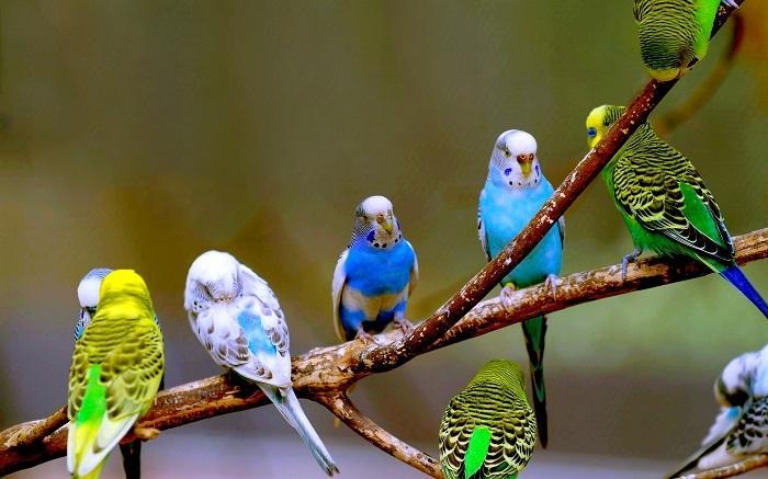 12 Loài Chim Cảnh Được Yêu Thích Nhất Tại Việt Nam
