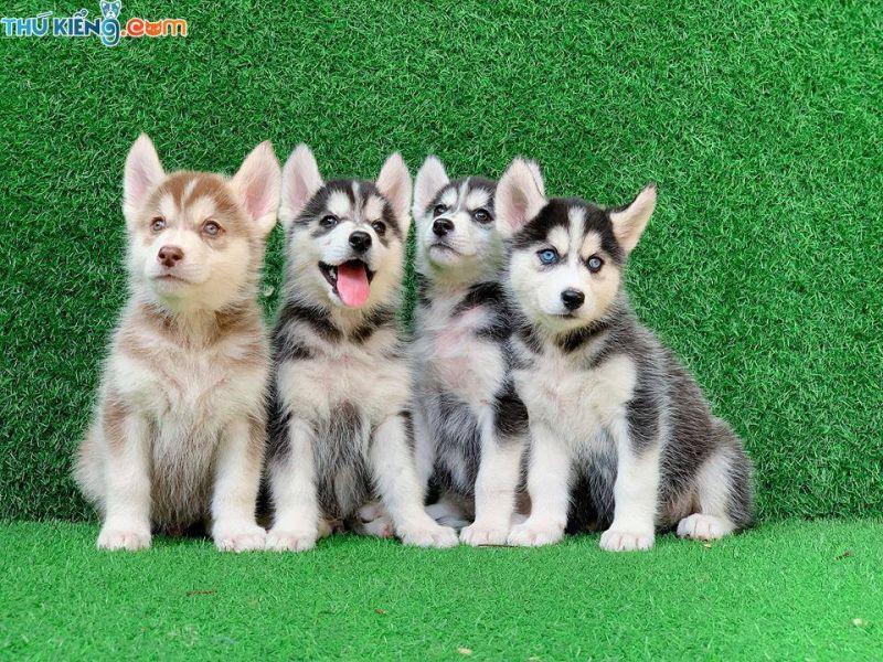 Top 8 địa chỉ mua chó Husky uy tín tại Việt Nam