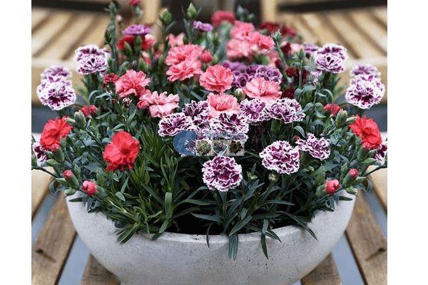 Top 7 Địa Chỉ Bán Hạt Giống Hoa Chất Lượng Tại Miền Bắc