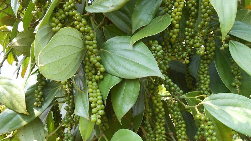 Nên chọn tiêu đen hay tiêu trắng (tiêu sọ)?
