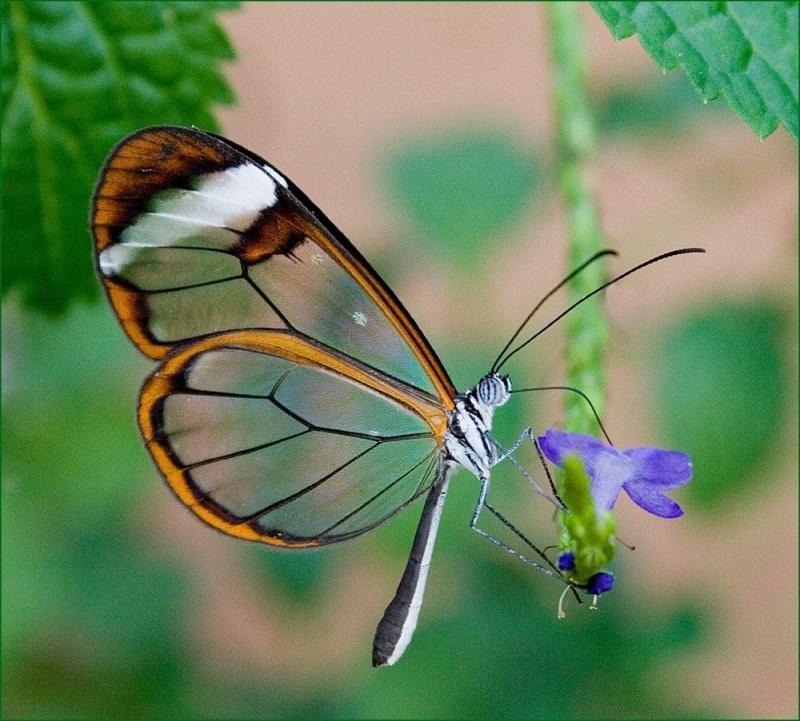 Top 10 loài côn trùng đẹp nhất thế giới