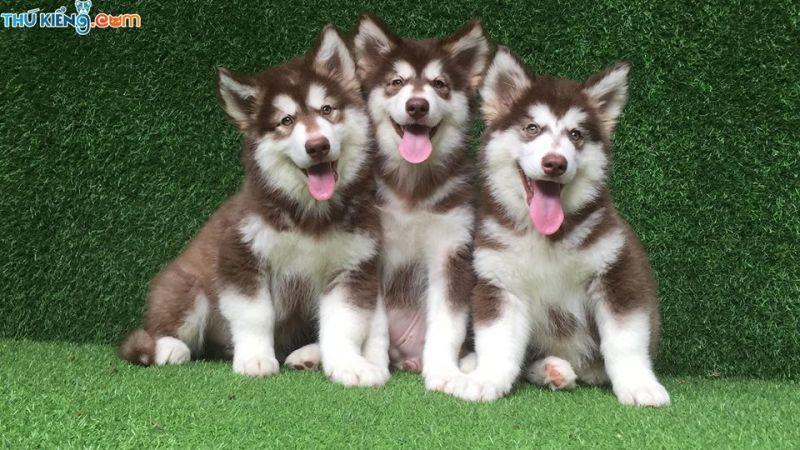 Top 6 địa chỉ mua chó Alaska uy tín tại Việt Nam