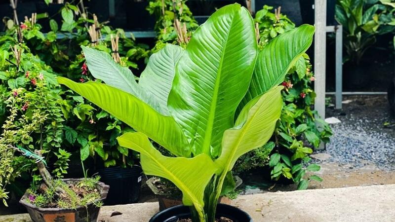 Khám phá nguồn gốc, đặc điểm và ý nghĩa phong thủy của cây đại phú gia