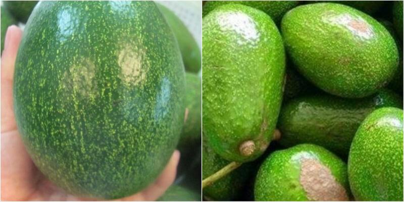 Kinh nghiệm chọn bơ sáp chuẩn Đăk Lăk