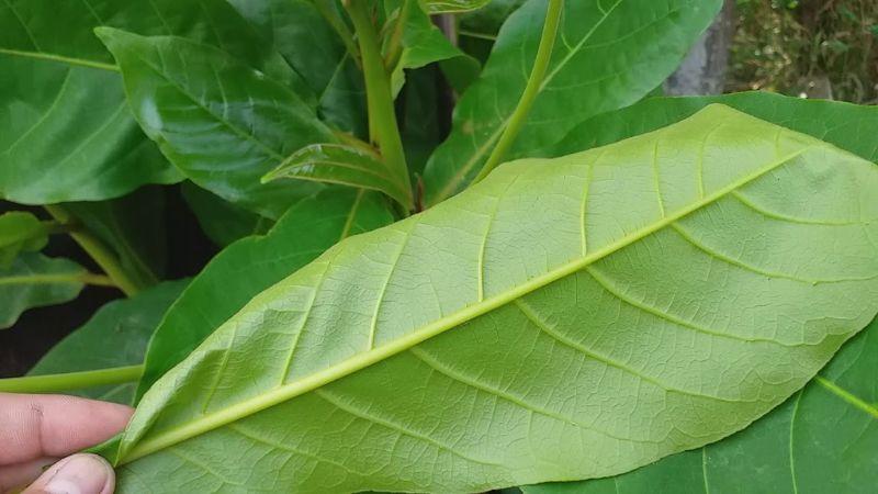 Khám phá cách sử dụng lá bàng để điều trị viêm da cơ địa hiệu quả và an toàn