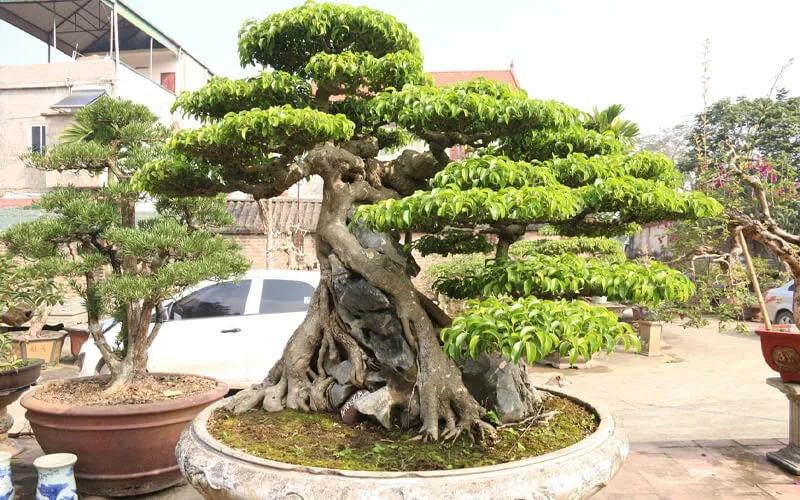 Đặc điểm nổi bật, cách chăm sóc và ý nghĩa phong thủy của cây sanh cảnh