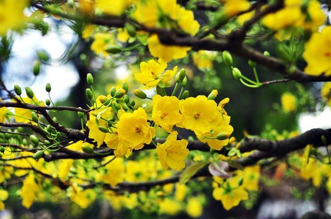 Top 10 cách trang trí nhà cửa đón Tết đẹp và ý nghĩa