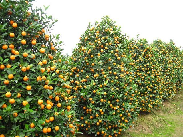 Top 25 Ý Tưởng Kinh Doanh Sinh Lời Cao Dịp Tết Nguyên Đán