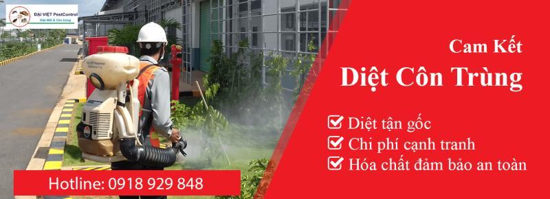 Top 5 Dịch vụ diệt mối, côn trùng uy tín nhất tại Vĩnh Phúc