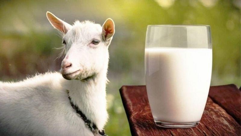 Khám phá 3 cách tự làm xà phòng từ sữa dê ngay tại nhà, vừa đơn giản lại mang đến làn da trắng sáng bất ngờ.