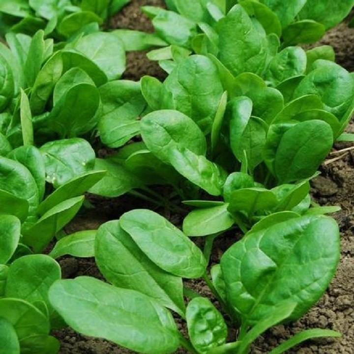 Top 10 thực phẩm hỗ trợ nâng cao khả năng phòng ngừa nhiễm virus Corona