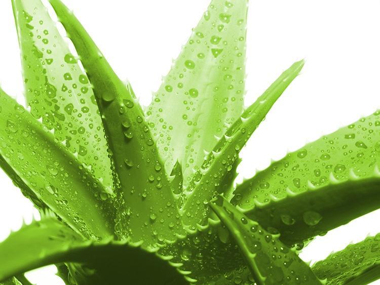 10 Loại cây hút bức xạ hiệu quả bạn nên trồng trong phòng