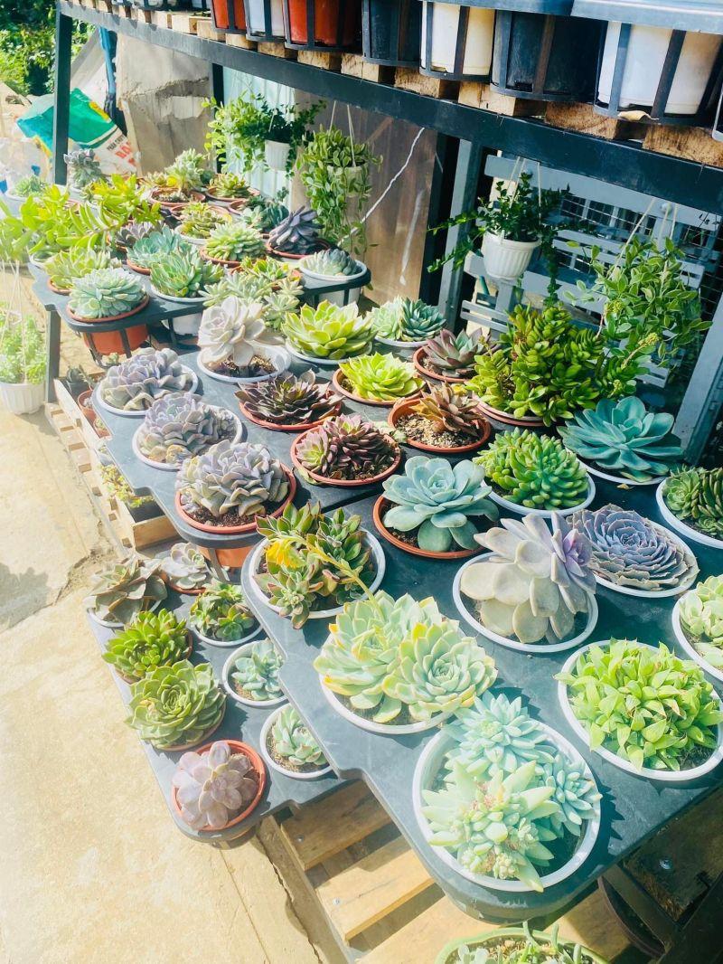 Top 5 cửa hàng bán cây cảnh mini và cây để bàn đẹp nhất tại Gia Lai