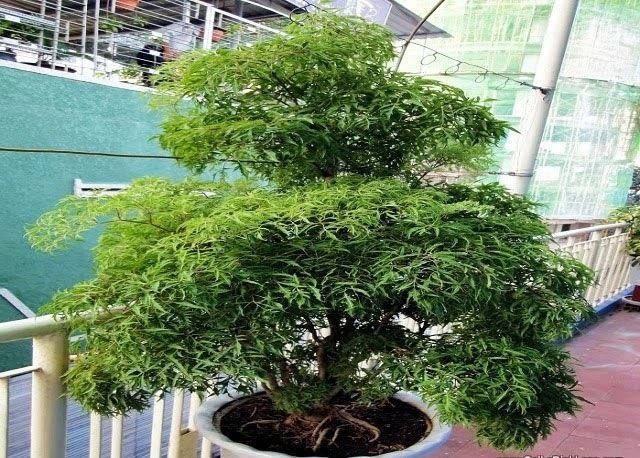 Top 24 loài cây quen thuộc với công dụng chữa bệnh tuyệt vời mà bạn nên biết đến