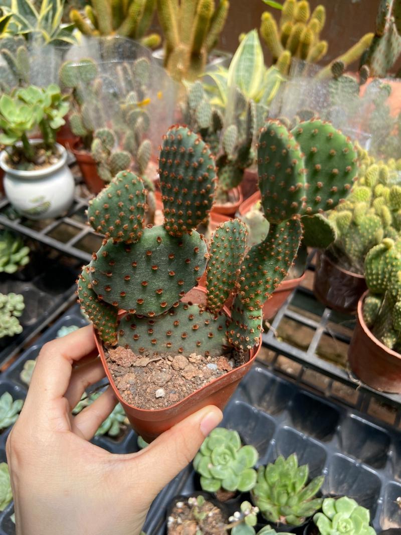 Top 9 địa chỉ bán xương rồng đẹp nhất TP. Buôn Ma Thuột, Đắk Lắk