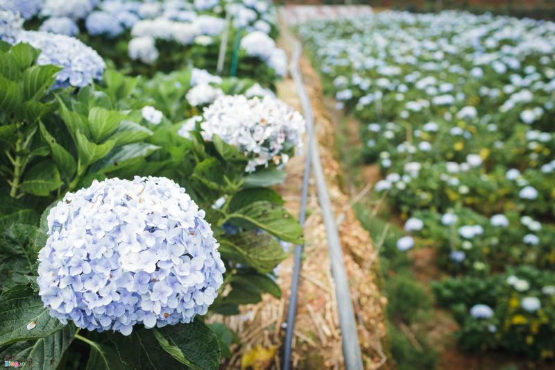 Top 6 vườn hoa cẩm tú cầu đẹp tuyệt vời ở Đà Lạt