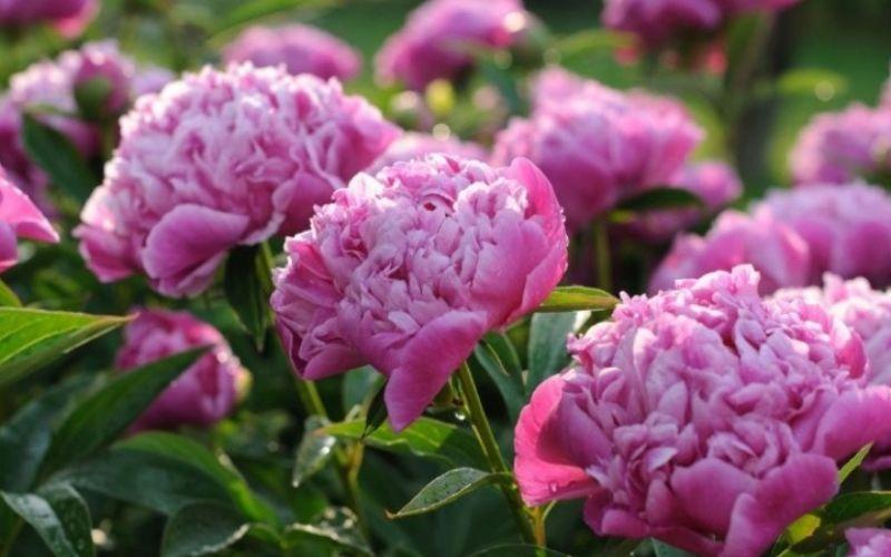 5 loài hoa đẹp, phù hợp để cúng dâng bàn thờ Thần Tài, mang đến tài lộc dồi dào