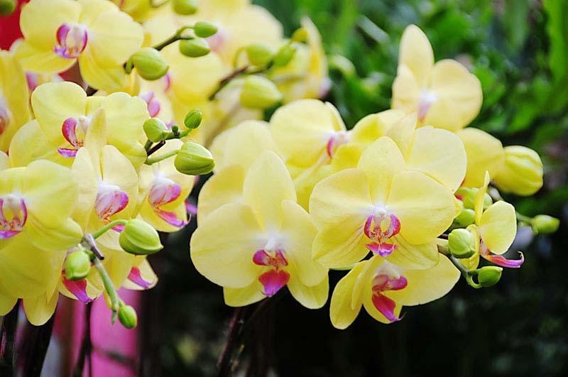 Top 10 loài hoa sinh nhật tuyệt đẹp năm 2017