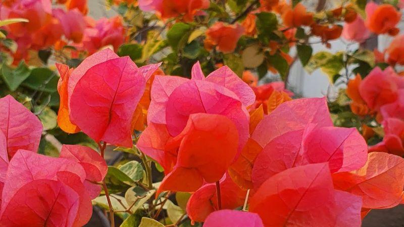 Hoa giấy màu vàng có ý nghĩa gì? Cách trồng hoa giấy để nở rộ một cách đơn giản và dễ dàng.