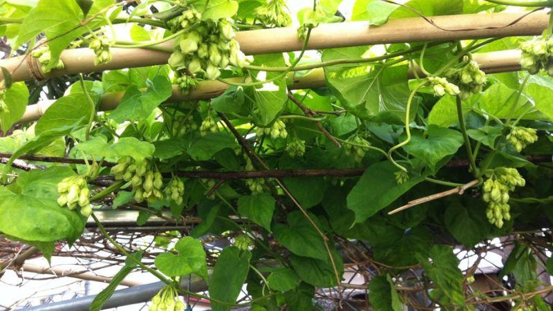 Khám phá vẻ đẹp, công dụng và bí quyết trồng hoa thiên lý đúng cách