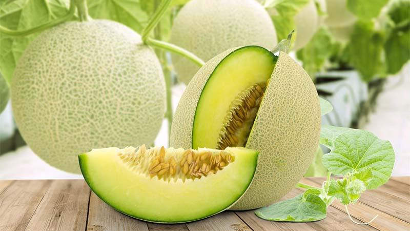Khám phá dưa lưới - Cách chọn lựa, chế biến và mức giá hiện nay