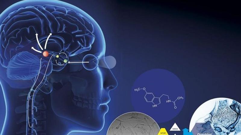 Melatonin là hormone tự nhiên đóng vai trò quan trọng trong việc điều chỉnh giấc ngủ và nhịp sinh học của cơ thể. Cùng khám phá những tác dụng tuyệt vời của melatonin, cách sử dụng đúng và những lưu ý quan trọng khi sử dụng.