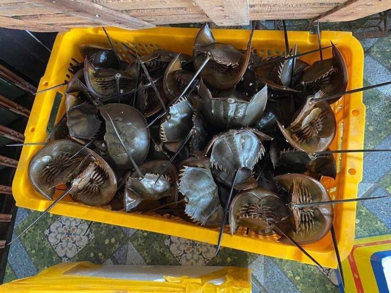 Top 9 Địa chỉ cung cấp hải sản tươi sống chất lượng hàng đầu tại Hà Nội