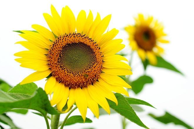Top 10 Quốc Hoa Đặc Sắc Nhất Thế Giới