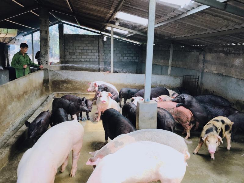 Top 8 tấm gương chăn nuôi thành công và làm giàu tại Việt Nam