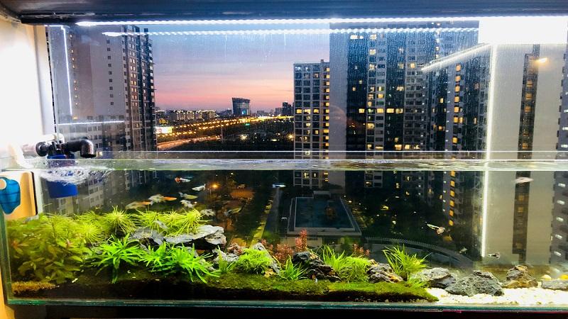 Hướng dẫn chọn nuôi cá phong thủy phù hợp với tuổi và mệnh để mang lại may mắn cho gia đình.