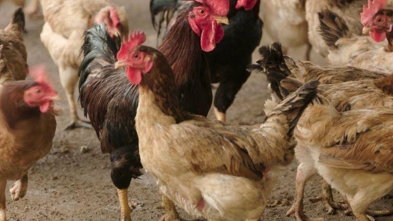 Khám phá ngay hai công thức gà mía muối và gà mía luộc lạ miệng, hấp dẫn không thể bỏ qua.