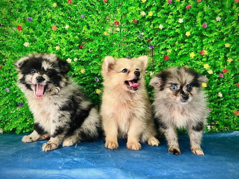 Top 9 cửa hàng chuyên cung cấp thú cưng và phụ kiện tại Thành phố Vinh, Nghệ An