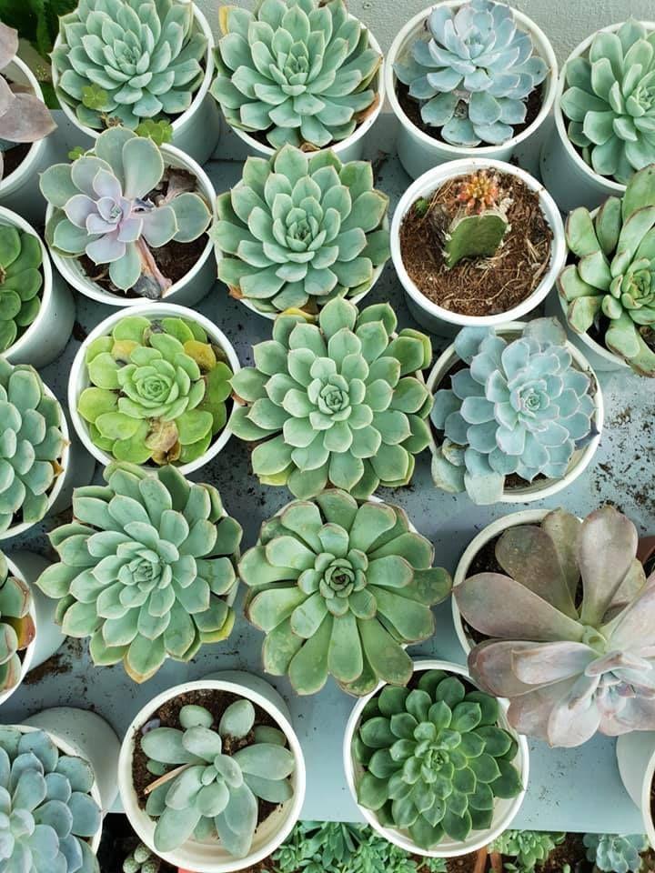 Top 4 địa chỉ bán sen đá đẹp nhất tại Trà Vinh