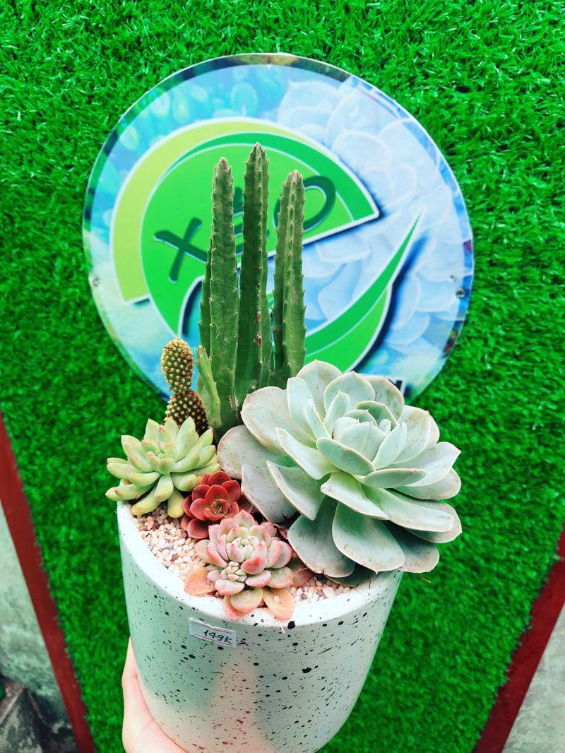 Top 4 địa điểm bán xương rồng đẹp và ấn tượng nhất tại Hải Phòng