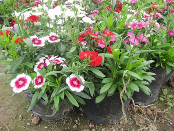 Top 10 loài hoa chậu tuyệt vời tại chợ hoa Hải Phòng bạn nhất định phải có trong không gian nhà dịp Tết