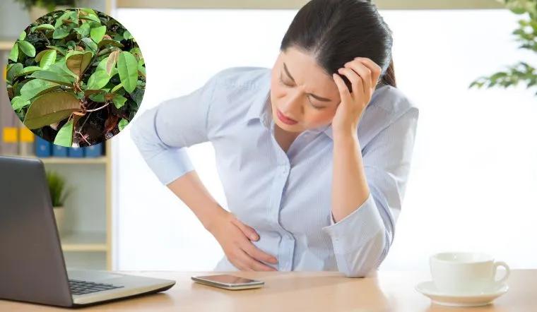 Mẹo giảm đau dạ dày bằng lá vú sữa đơn giản, dễ thực hiện