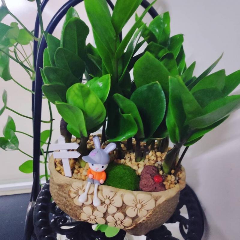 Top 4 địa chỉ uy tín chuyên cung cấp cây cảnh văn phòng đẹp nhất tại Nha Trang, Khánh Hòa