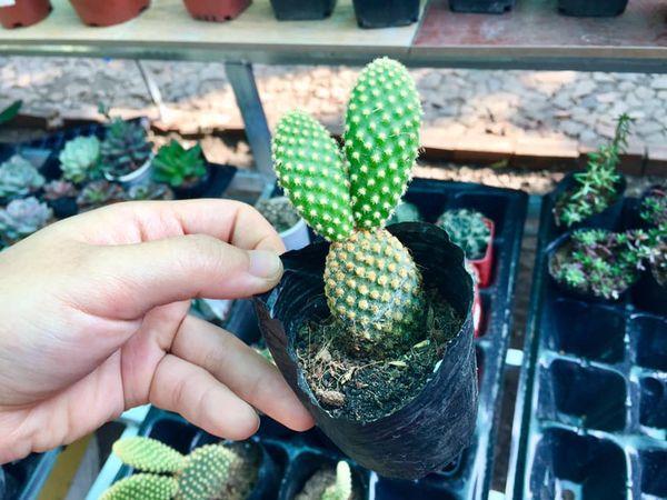 Top 5 cửa hàng bán xương rồng đẹp nhất tại TP. Biên Hòa, Đồng Nai