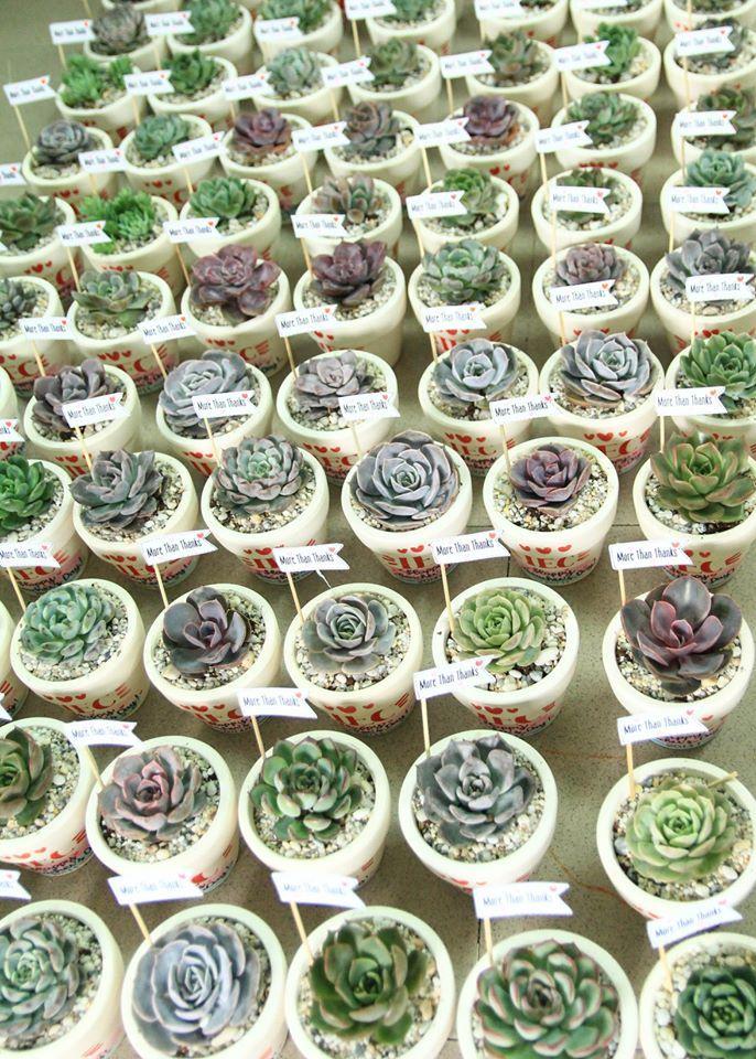 Top 8 địa chỉ mua sen đá đẹp và độc đáo nhất tại Đà Nẵng