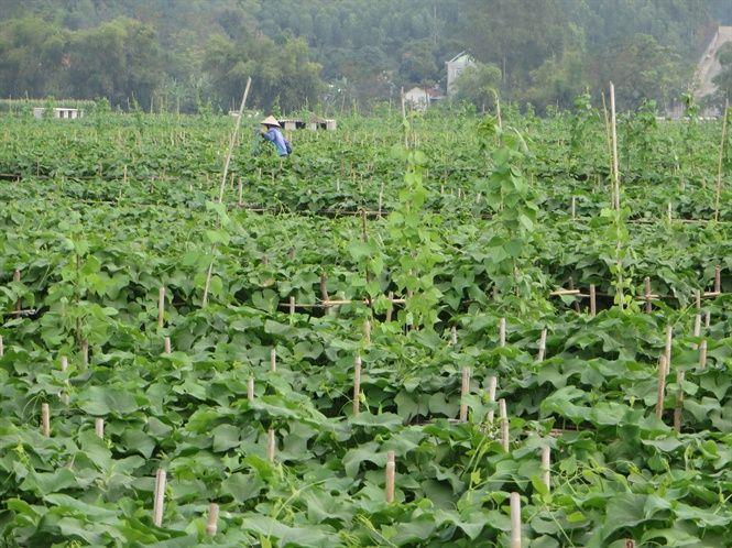 Khám Phá Top 10 Đặc Sản Nổi Bật Của Vùng Đất Vĩnh Phúc