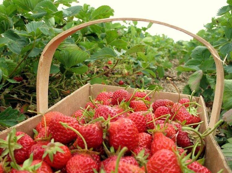 Top 7 Trang trại đẹp nhất Đà Lạt