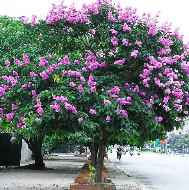 Top 10 Loại cây xanh đô thị đẹp và phổ biến nhất hiện nay