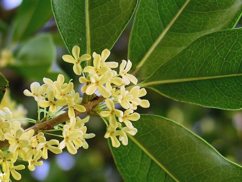 10 Loài Hoa Tuyệt Đẹp Lý Tưởng Cho Không Gian Nội Thất