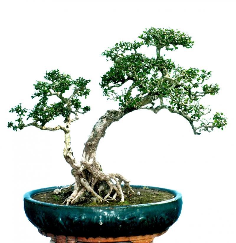 Top 10 kiểu uốn cây cảnh được yêu thích nhất