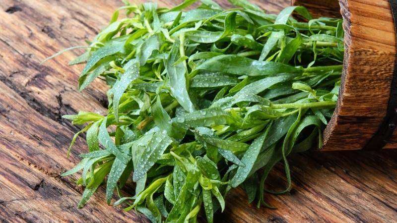 Tarragon là gì? Những lợi ích bất ngờ của loại thảo mộc này đối với sức khỏe