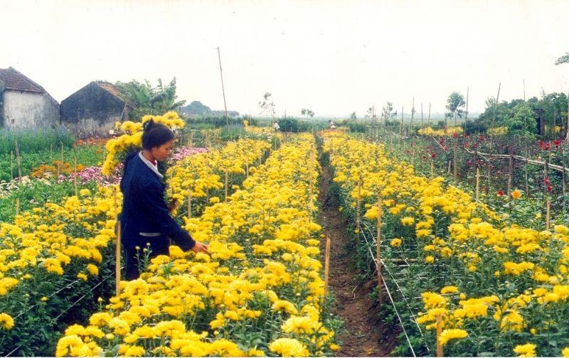12 làng hoa nổi bật quanh Hà Nội